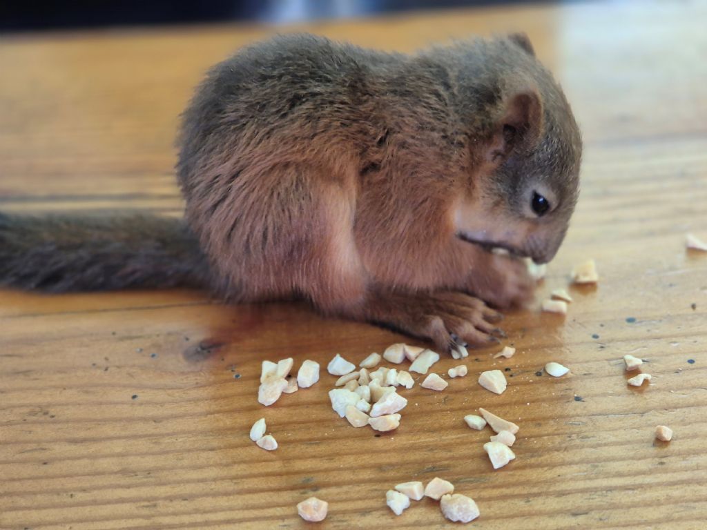 Castlewellan Red Squirrel joins Belfast Zoo’s Conservation Programme